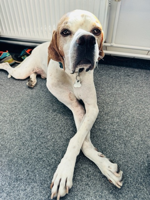 KI generiert: Ein Hund liegt entspannt auf einem Teppich und hat seine Vorderbeine anmutig überkreuzt. Im Hintergrund sind Heizungsrohre und ein paar bunte Schuhe zu sehen.