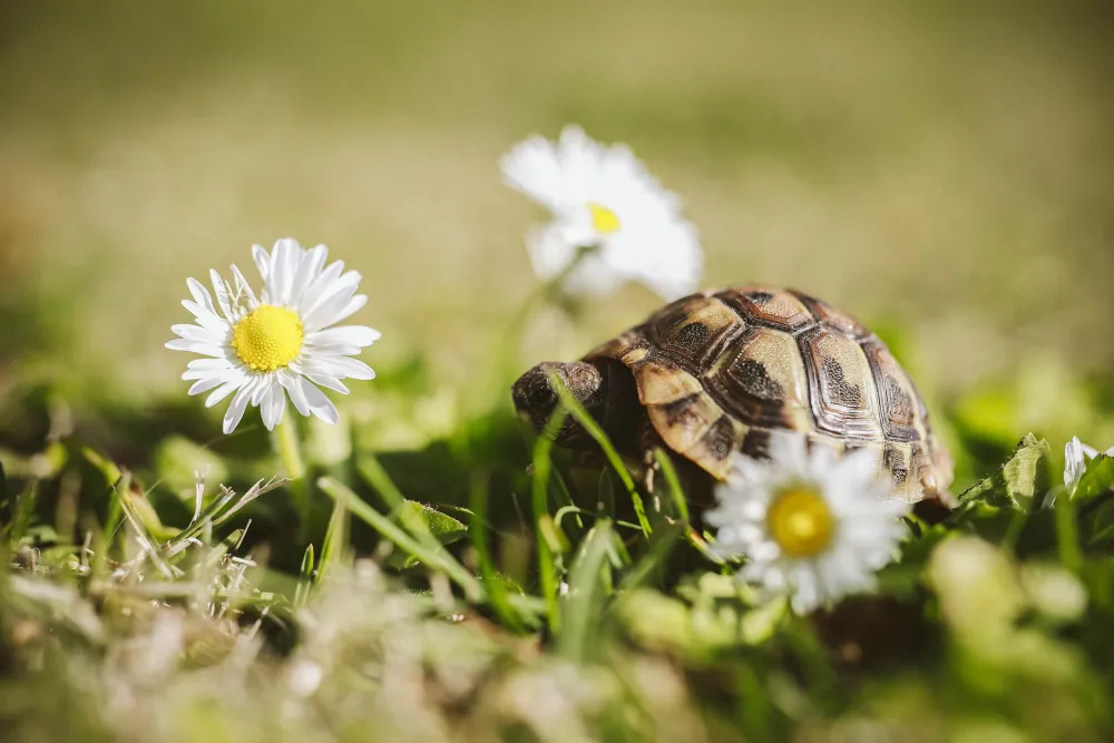 tiny turtle beside daisies