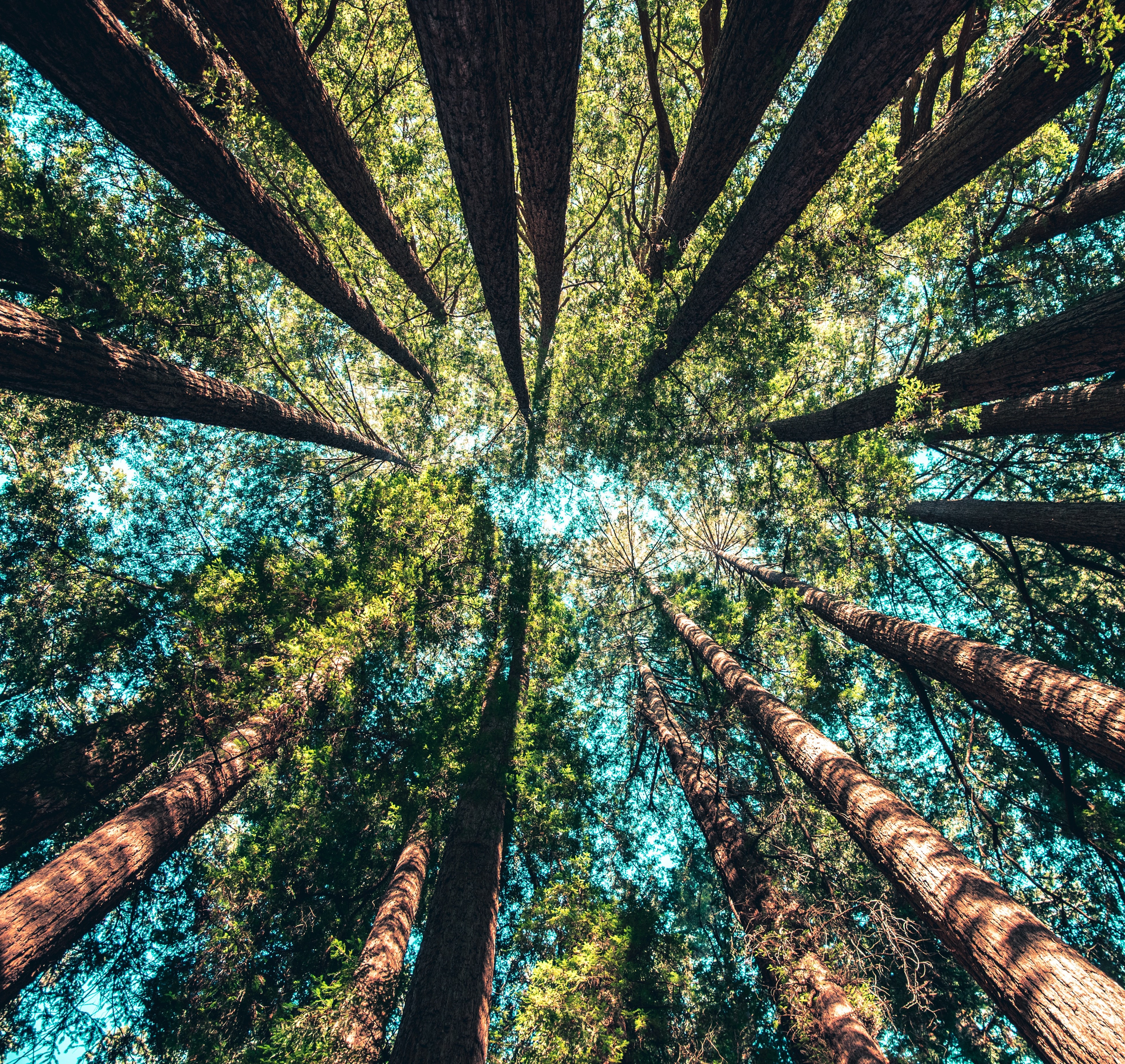 KI generiert: Das Bild zeigt eine Gruppe hoher Bäume, die aus der Froschperspektive aufgenommen wurden und deren Äste sich im blauen Himmel verflechten. Der Hauptinhalt ist der beeindruckende Anblick der Baumkronen von unten.