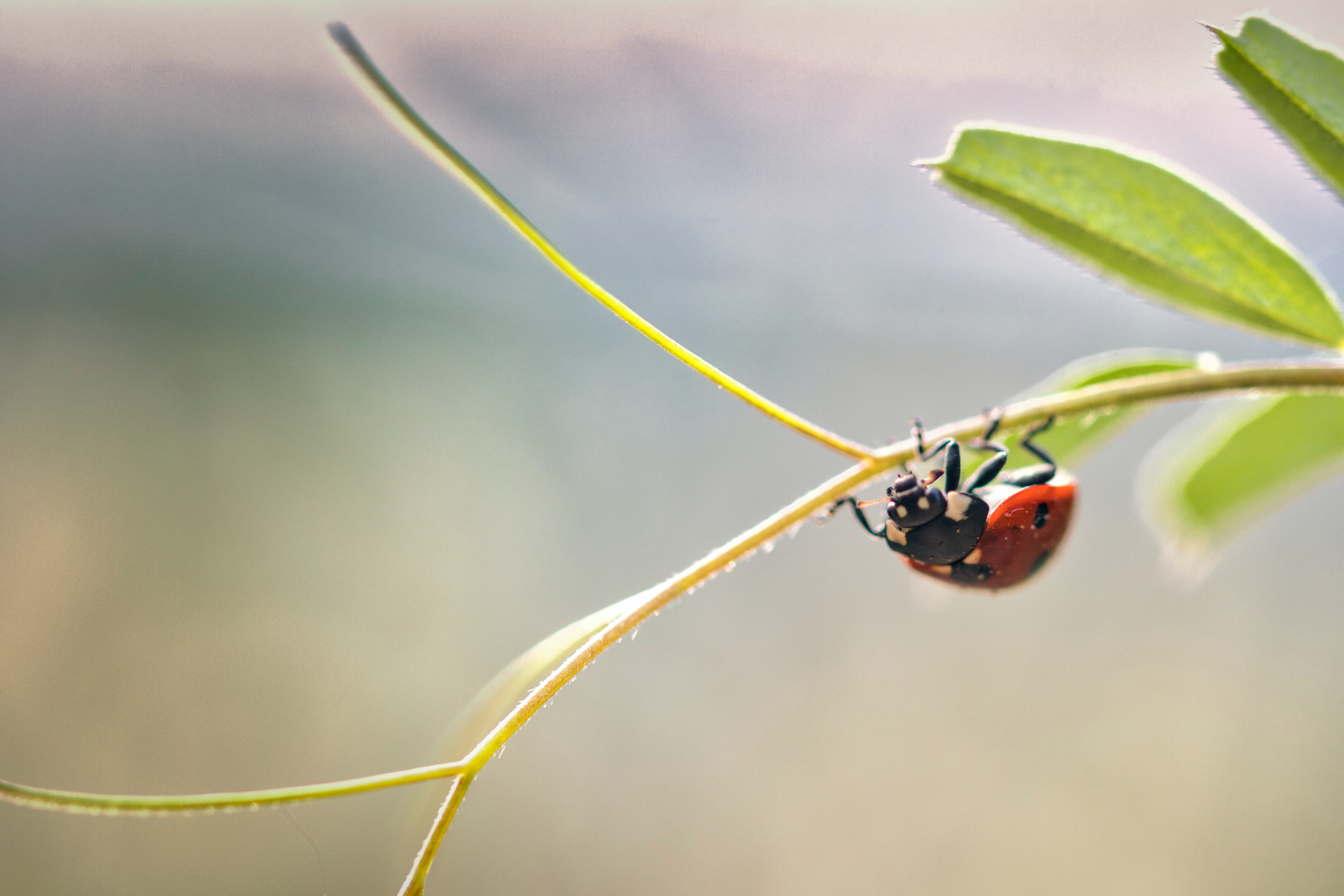 Nahaufnahme eines Marienkäfers der entlang einer Pflanze krabbelt