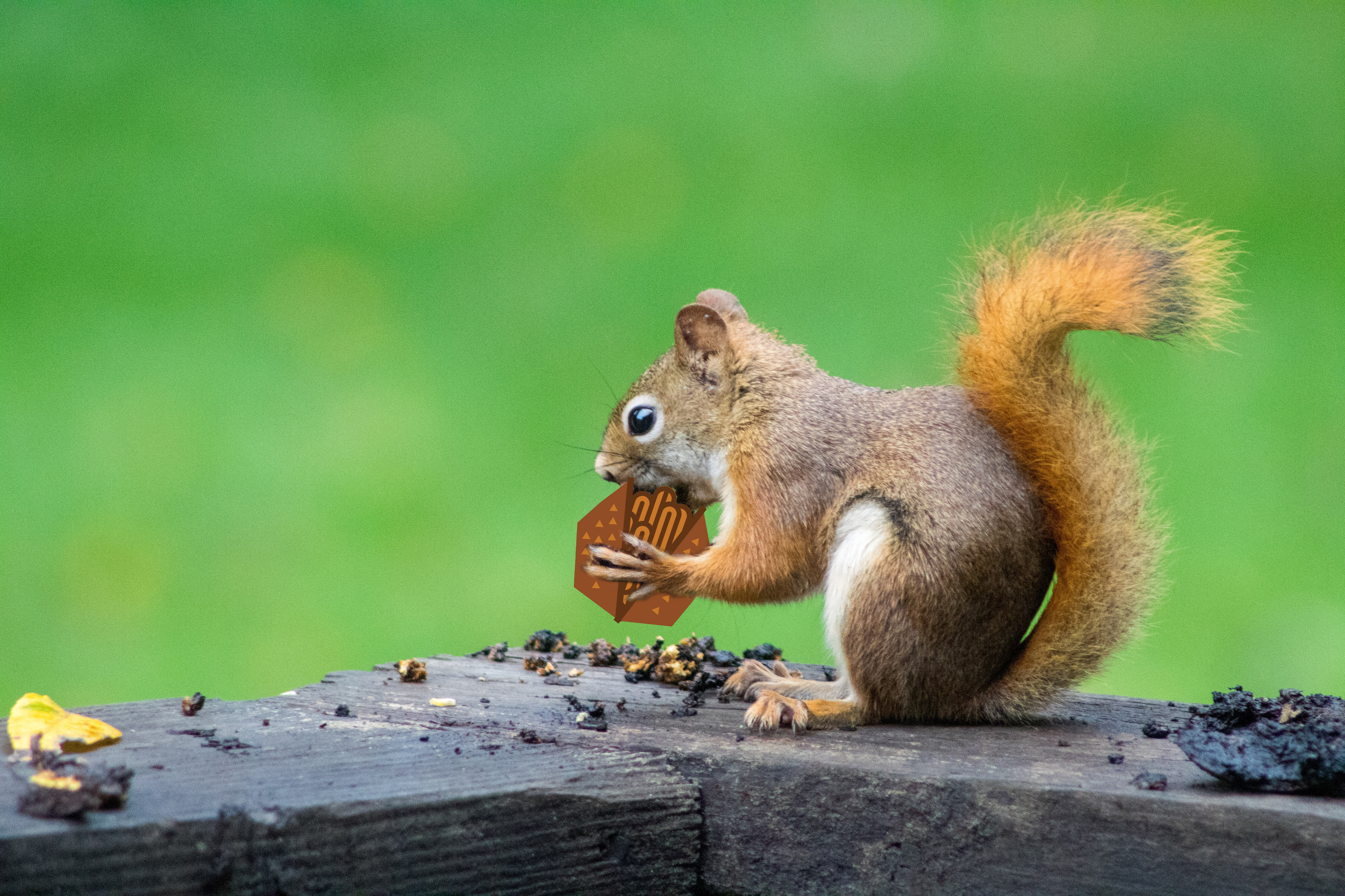 Squirrel eating Walnut