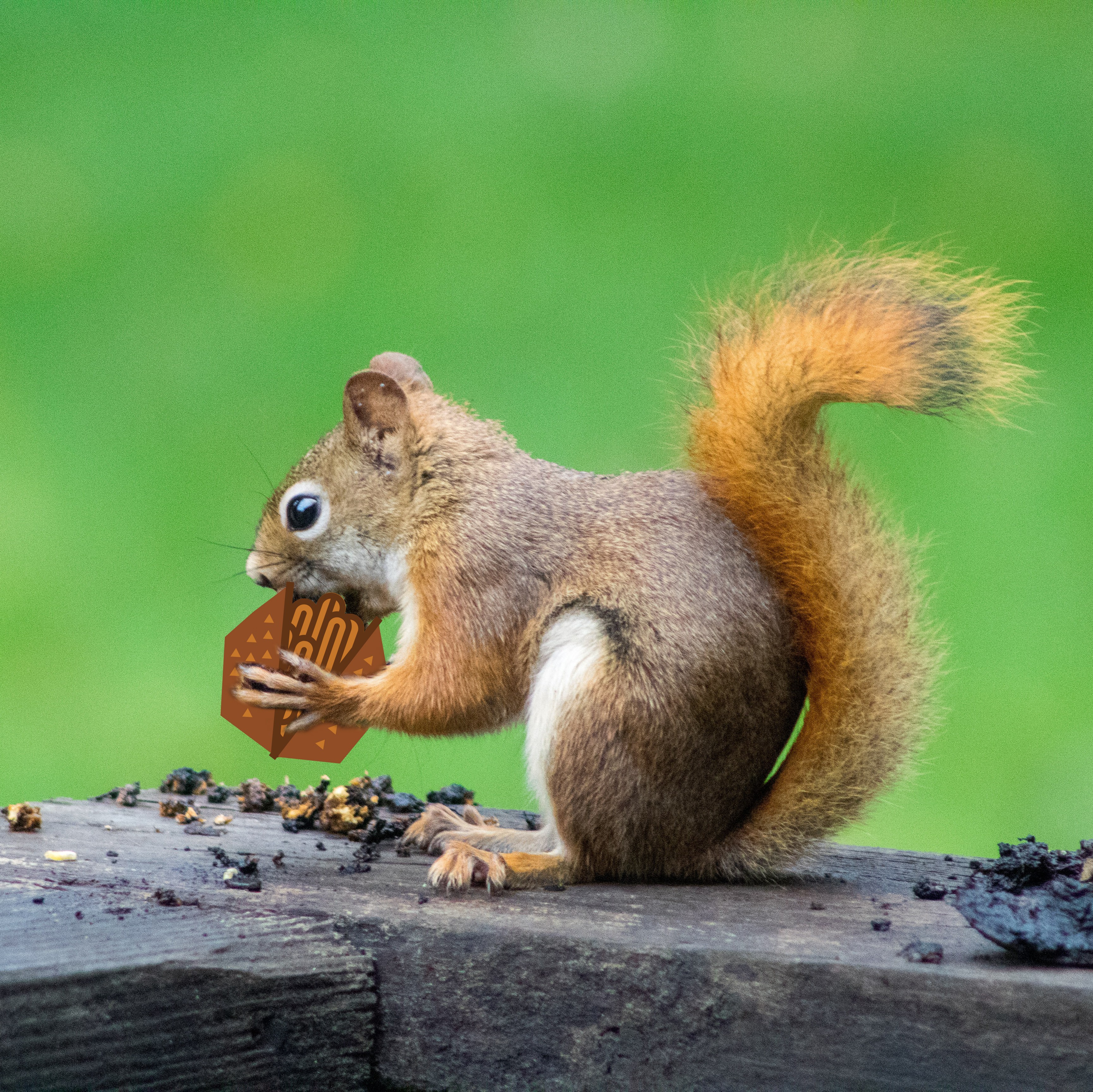 Foto eines Eichhörnchens, was eine illustrierte Nuss knackt